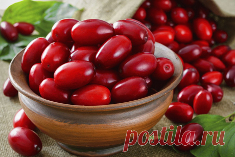 С этой ягодой доктор не нужен У некоторых народов есть поговорка: «Там, где растет кизил, доктор не нужен». Эти красные ягоды ценятся наравне с лимоном и шиповником. Потому осень-зима пройдут без насморков – только ешь эти ягоды и запасай их на зиму. Суши, вари варенье, закрывай компоты – все полезно.



Кизиловый сок или ко