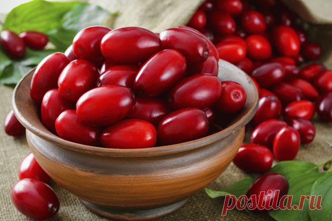 С этой ягодой доктор не нужен У некоторых народов есть поговорка: «Там, где растет кизил, доктор не нужен». Эти красные ягоды ценятся наравне с лимоном и шиповником. Потому осень-зима пройдут без насморков – только ешь эти ягоды и запасай их на зиму. Суши, вари варенье, закрывай компоты – все полезно.



Кизиловый сок или ко