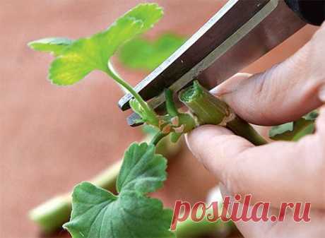 Обрезка герани: как получить пышный здоровый куст | 6 соток
