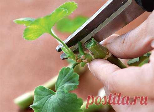 Обрезка герани: как получить пышный здоровый куст | 6 соток