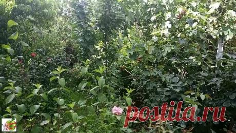 Мясо со свёклой. Вкусно, быстро, аппетитно.