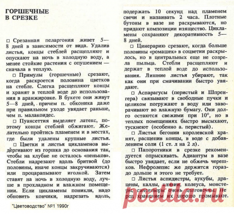 Горшечные в срезке