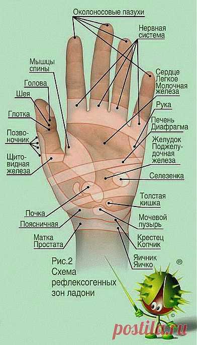 Проекция органов на ладони.