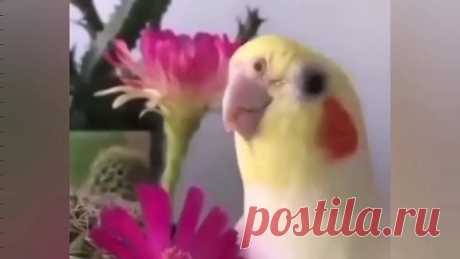 Если весело тебе, то делай так! Певец какой!😊