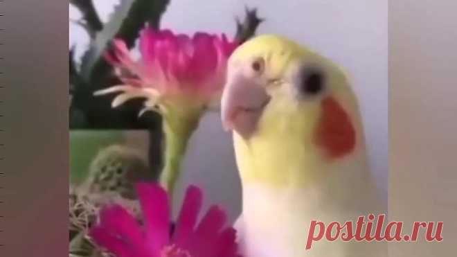 Если весело тебе, то делай так! Певец какой!😊