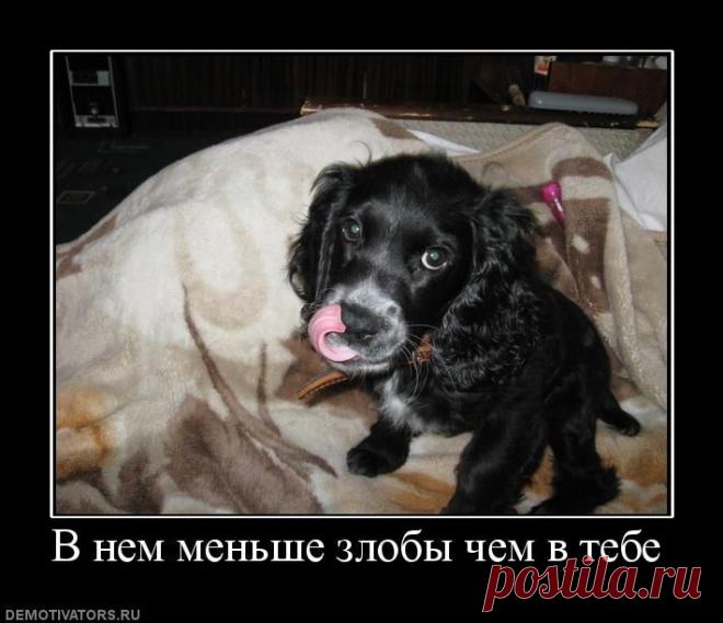 На асфальте сидит дворняга,
В клочьях шерсть, и в глазах печаль,
Солнце жжет, хочет пить бедняга…
Но прохожим его не жаль.