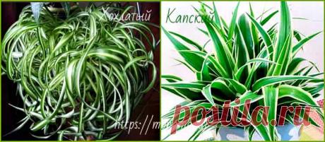 Популярность этого растения при разведении в домах и офисных помещениях, объясняется не только способностью эффективного очищения воздуха, но и неприхотливостью в уходе и декоративностью внешнего вида.

Комнатное растение хлорофитум уход в домашних условиях за которым не доставляет особых хлопот, избавляет воздух жилья от сухости, свойственной городским квартирам, и нейтрализует вредные и токсичные вещества.