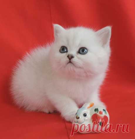 Кошечка шотландский короткошерстный страйт -Беляночка шиншиллового окраса. Д.р. малышки 12.01.2015г
