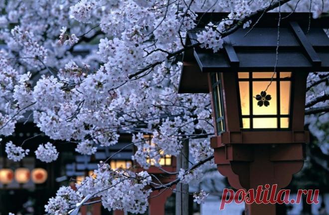 О-ханами — фестиваль цветения и любования сакурой в Японии Невозможно не сказать, наверное, о главном весеннем событии в Японии — цветении сакуры. Любование сакурой японцы называют о-ханами.Период цветения сакуры не является официальным праздником в Японии. В японском календаре нет ни национального праздника, ни специальных праздничных или...