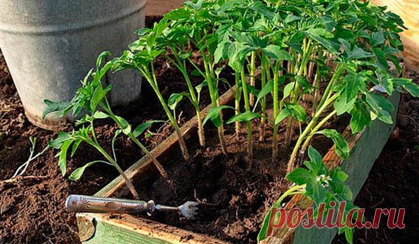 Йод для здоровья помидоров