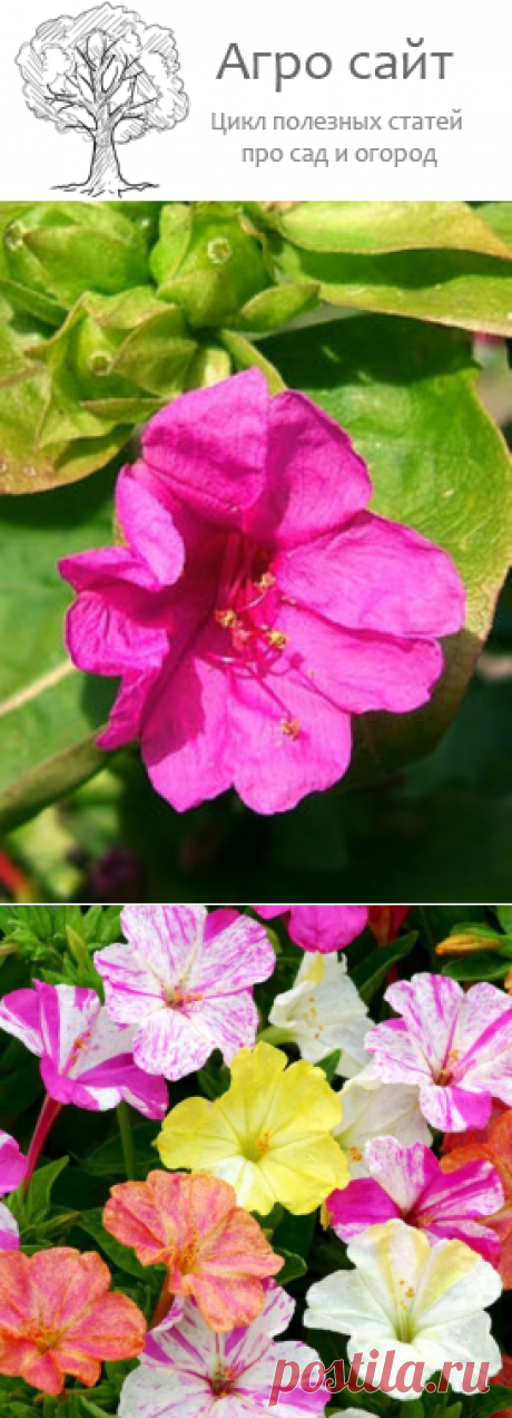 Мирабилис - посадка и уход в открытом грунте за ночной красавицей