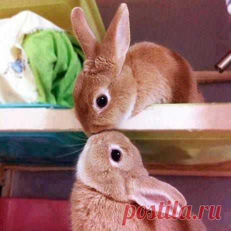 (2) Facebook