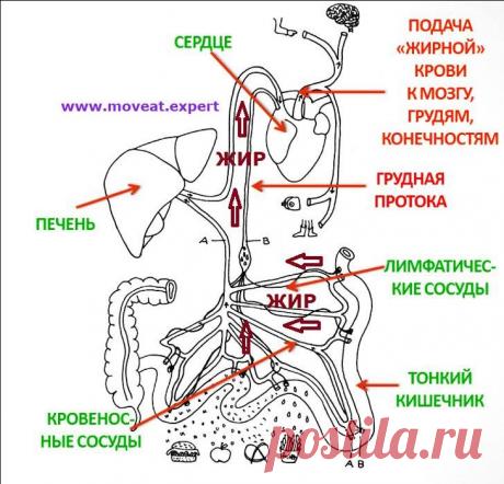 ПолонСил.ру - социальная сеть здоровья