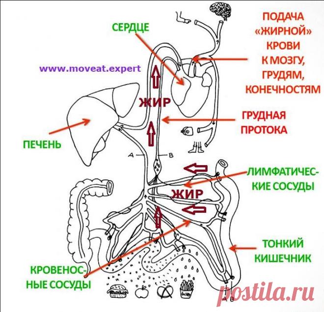 ПолонСил.ру - социальная сеть здоровья