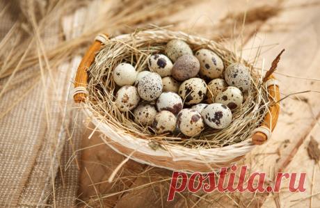 КОЕ-ЧТО О ПЕРЕПЕЛИНЫХ ЯЙЦАХ