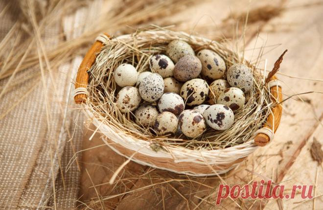 КОЕ-ЧТО О ПЕРЕПЕЛИНЫХ ЯЙЦАХ