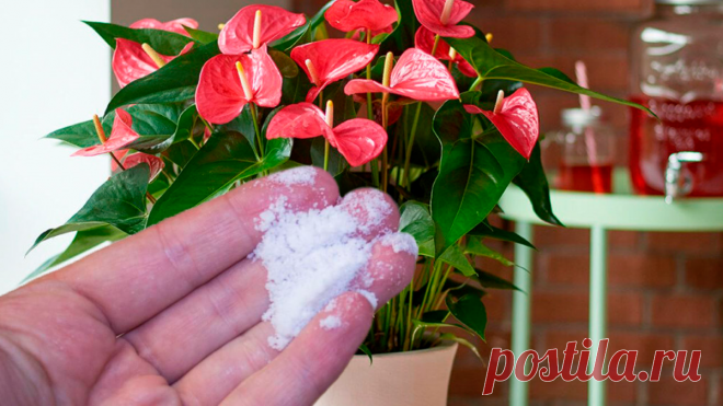 ОДНА ЩЕПОТКА ПОД ЛЮБОЕ ДОМАШНИЕ РАСТЕНИЕ И ЗАЦВЕТЁТ ВСЁ! ДАЖЕ КАКТУС! | о саде | Яндекс Дзен