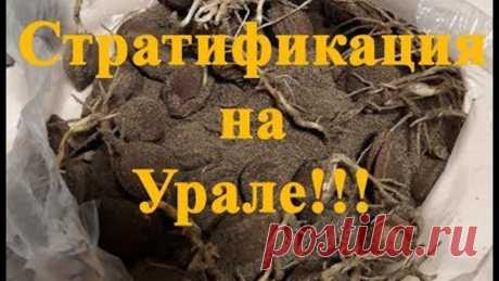 Стратификация косточек