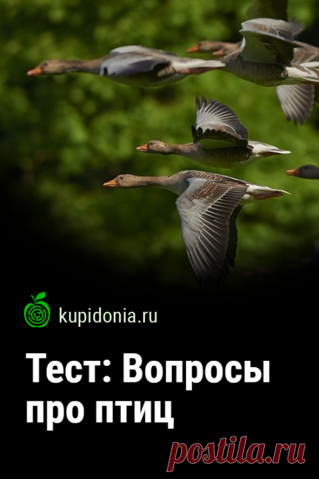 Тест: Вопросы про птиц. Интересный тест из серии «В мире животных» о птицах. Проверьте свои знания!