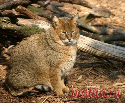 Камышовый кот (Felis chaus) 12 фото - Блог о Кошках Британской Породы