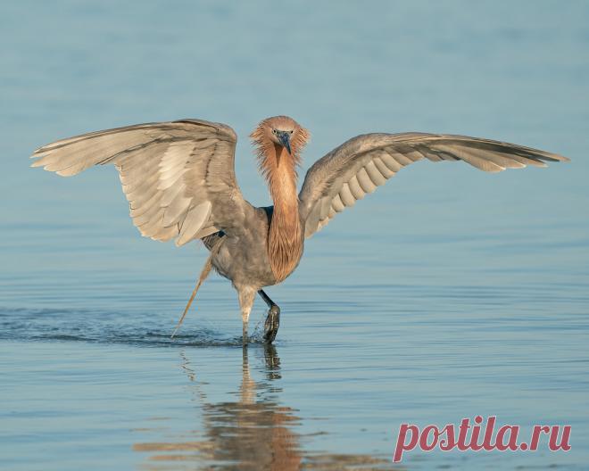 Reddish Egret Fort De Soto Park, St. Petersburg, Florida