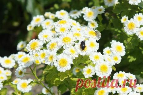 Красивые Цветы  Для Тебя