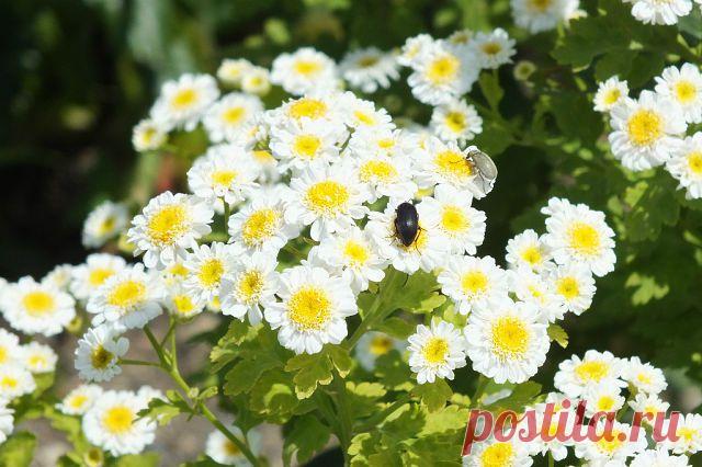 Красивые Цветы  Для Тебя