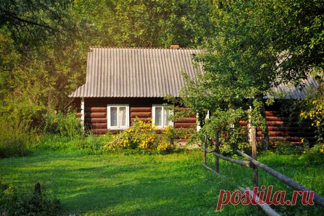 Вот что будет, если постоянно обнимать березу и другие деревья