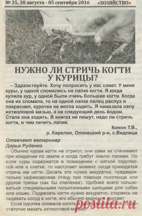 Нужно ли стричь когти у курицы
