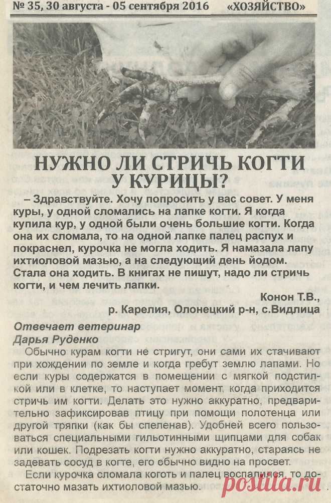Нужно ли стричь когти у курицы