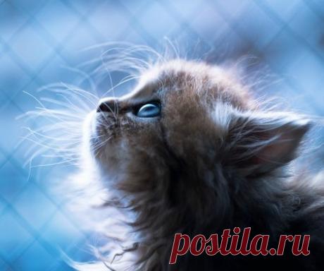 ЗАХВАТЫВАЮЩИЕ СНИМКИ - 92 фото. Фотографии ТАМАРА КОЛИНЧЕНКО.