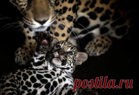 Лучшие фотографии природы и животных 2011 года | ФОТО НОВОСТИ