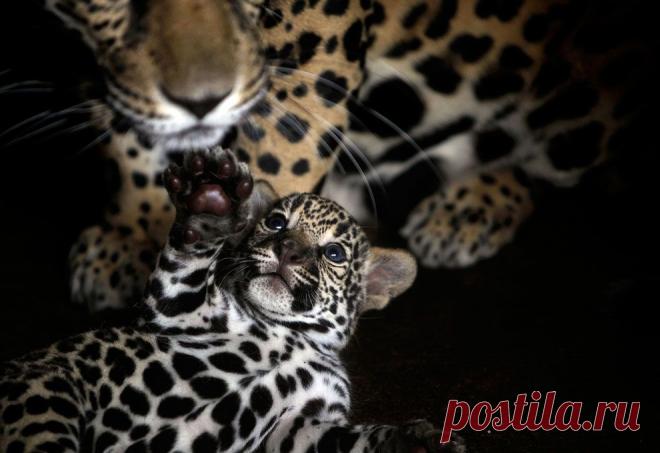 Лучшие фотографии природы и животных 2011 года | ФОТО НОВОСТИ