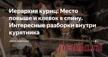 Иерархия куриц: Место повыше и клевок в спину. Интересные разборки внутри курятника Статья автора «Книга животных» в Дзене ✍: Пока вы думаете, что куры — птицы «тупые», наше общество частенько следует правилам их иерархии!