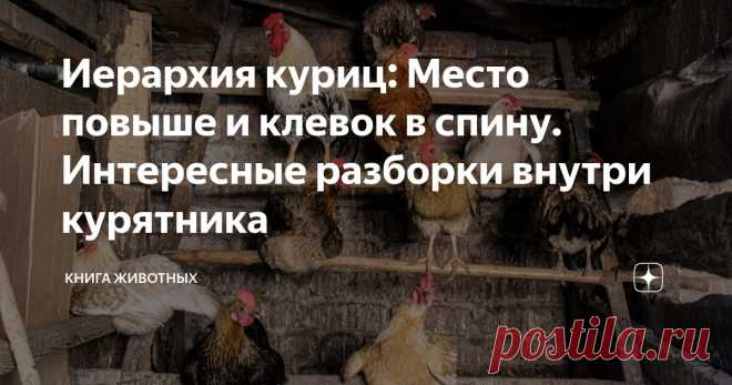 Иерархия куриц: Место повыше и клевок в спину. Интересные разборки внутри курятника Статья автора «Книга животных» в Дзене ✍: Пока вы думаете, что куры — птицы «тупые», наше общество частенько следует правилам их иерархии!