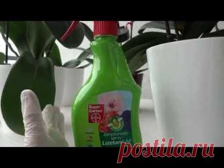 Орхидеи Вредители и борьба с ними ч 1 - YouTube