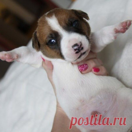 Бесстрашный джек рассел 
От https://instagram.com/jack_russell_