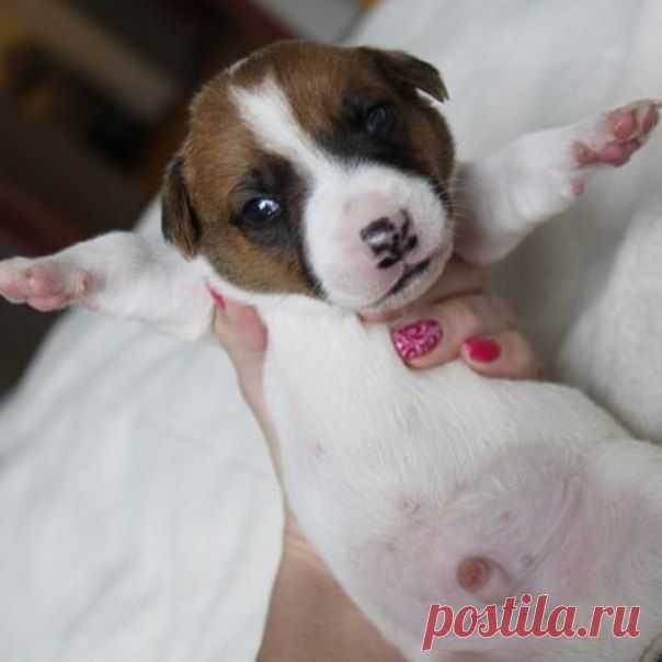 Бесстрашный джек рассел 
От http://instagram.com/jack_russell_