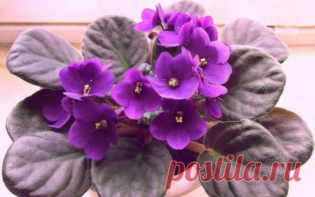 Уход за фиалками