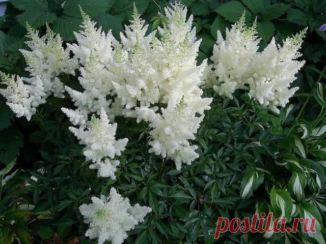 Астильба «Диамонд» (Astilbe ‘Diamond’)