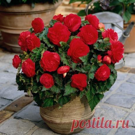 Бегония Элатиор