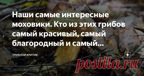 Наши самые интересные моховики. Кто из этих грибов самый красивый, самый благородный и самый странный? Разбираемся вместе Накануне наступающего грибного сезона вспомнил сам и решил напомнить другим грибникам об интересной группе грибов, которые растут в российских лесах. Вы только не думайте, пожалуйста, что эти грибы настолько патриотичны, что даже по шенгенской визе не покидают наши края и растут исключительно на просторах нашей Родины.
Растут и за границей. Но нам это з...