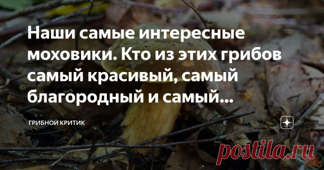 Наши самые интересные моховики. Кто из этих грибов самый красивый, самый благородный и самый странный? Разбираемся вместе Накануне наступающего грибного сезона вспомнил сам и решил напомнить другим грибникам об интересной группе грибов, которые растут в российских лесах. Вы только не думайте, пожалуйста, что эти грибы настолько патриотичны, что даже по шенгенской визе не покидают наши края и растут исключительно на просторах нашей Родины.
Растут и за границей. Но нам это з...