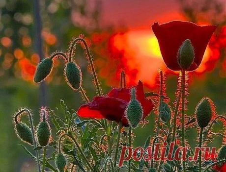 Мой Мир@Mail.Ru