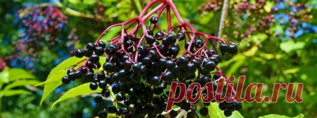 Бузина черная: лечебные свойства