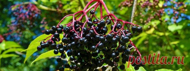 Бузина черная: лечебные свойства от рака, народные рецепты — Мир цветоводства