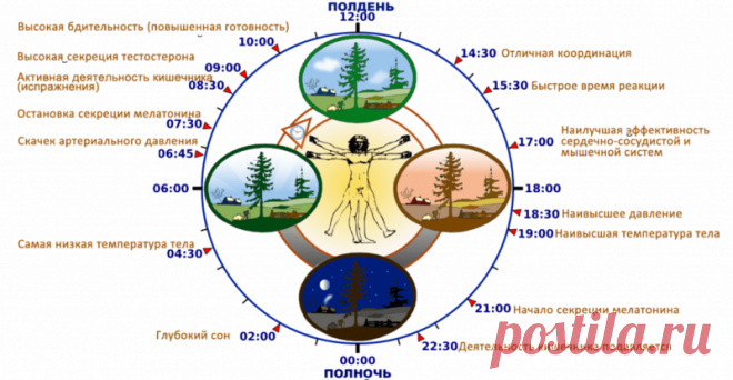 Часы работы Вашего организма: что важно знать
