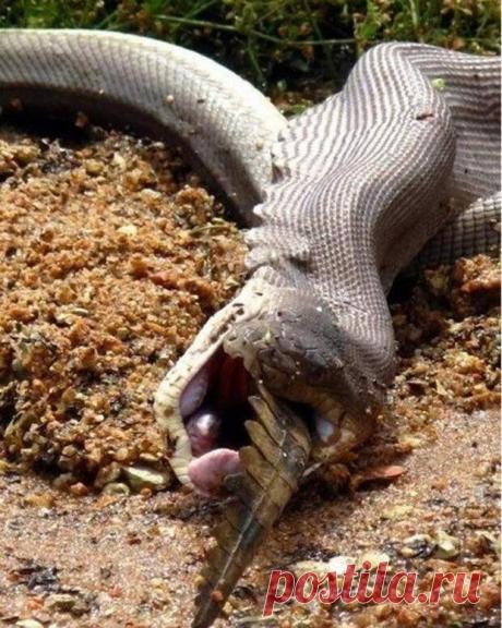 Смертельная схватка хищников: питон против крокодила