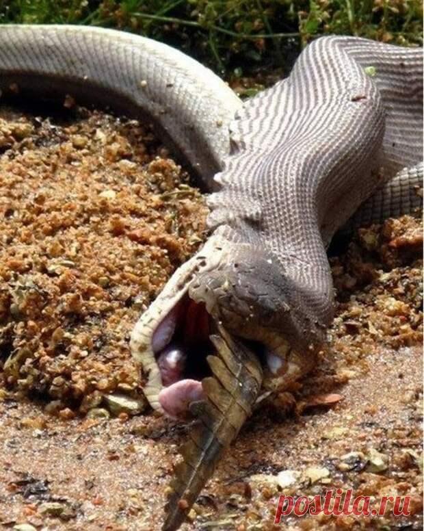 Смертельная схватка хищников: питон против крокодила