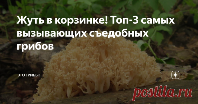 Жуть в корзинке! Топ-3 самых вызывающих съедобных грибов Удивлять людей грибами - дело азартное. Остается лишь гадать о выражениях лиц каких-нибудь англичан или американцев при виде нашей обычной добычи; это удовольствие большинству из нас недоступно, но в жизни, как подметил кто-то из 